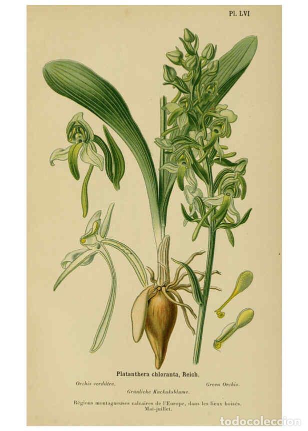 Collection Magazines and Newspapers: Reproducci&oacute;n/Reproduction 6011910449: Album des orchid&eacute;es de l'Europe centrale et septentrionale Gen