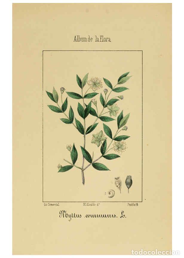 Collection Magazines and Newspapers: Reproducci&oacute;n/Reproduction 6012252310: Album de la flora m&eacute;dico-farmac&eacute;utica &eacute; industrial, ind&iacute;gena y