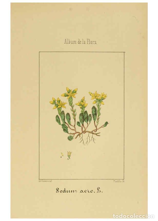 Collection Magazines and Newspapers: Reproducci&oacute;n/Reproduction 6012327680: Album de la flora m&eacute;dico-farmac&eacute;utica &eacute; industrial, ind&iacute;gena y