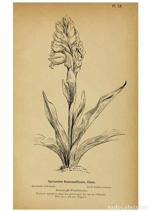 Collection Magazines and Newspapers: Reproducci&oacute;n/Reproduction 6011911541: Album des orchid&eacute;es de l'Europe centrale et septentrionale Gen