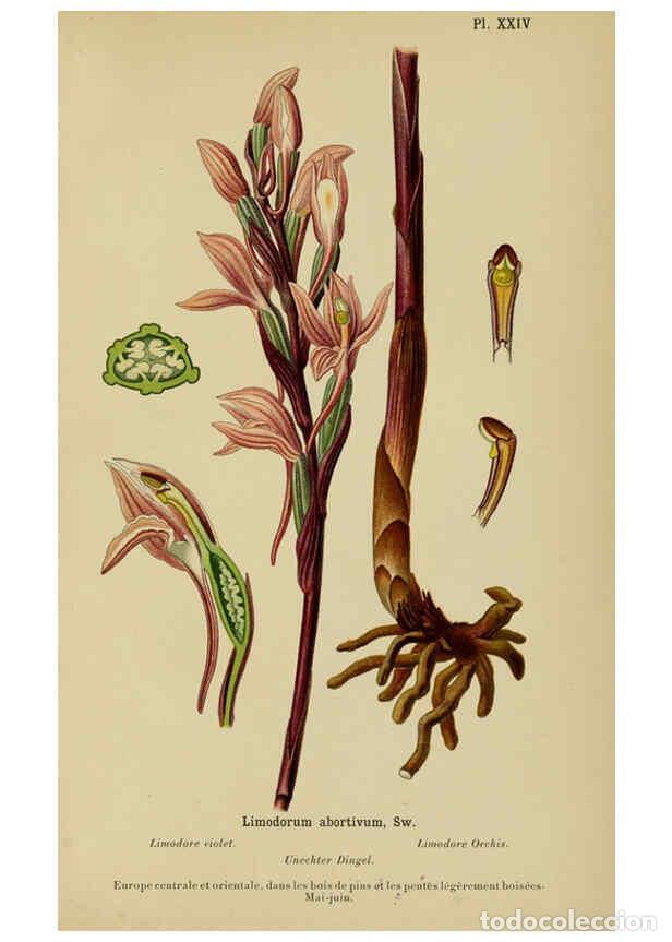 Collection Magazines and Newspapers: Reproducci&oacute;n/Reproduction 6011902201: Album des orchid&eacute;es de l'Europe centrale et septentrionale Gen