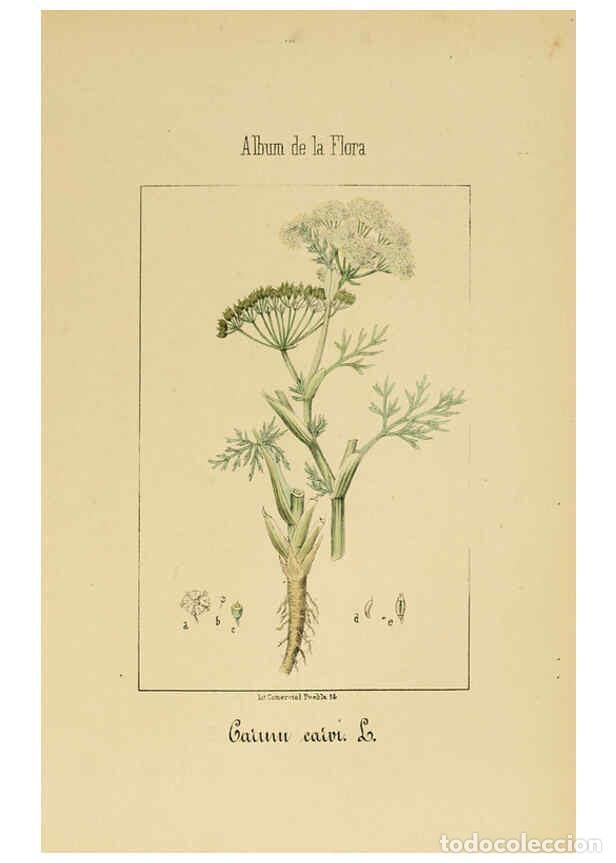 Collection Magazines and Newspapers: Reproducci&oacute;n/Reproduction 6011781401: Album de la flora m&eacute;dico-farmac&eacute;utica &eacute; industrial, ind&iacute;gena y