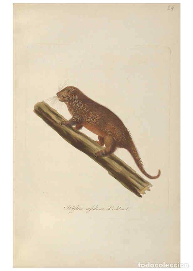 Collection Magazines and Newspapers: Reproducci&oacute;n/Reproduction 6012407828: Abbildungen zur Naturgeschichte Brasiliens Weimar :im Verlage