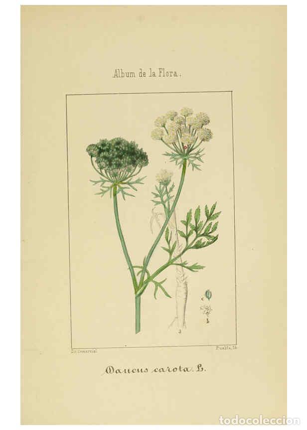 Collection Magazines and Newspapers: Reproducci&oacute;n/Reproduction 6012330470: Album de la flora m&eacute;dico-farmac&eacute;utica &eacute; industrial, ind&iacute;gena y