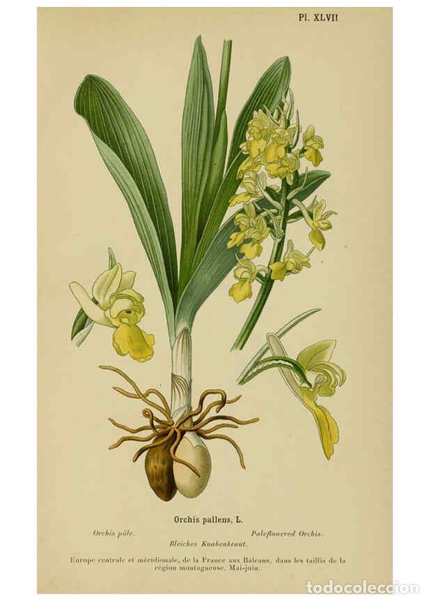 Collection Magazines and Newspapers: Reproducci&oacute;n/Reproduction 6012455712: Album des orchid&eacute;es de l'Europe centrale et septentrionale Gen