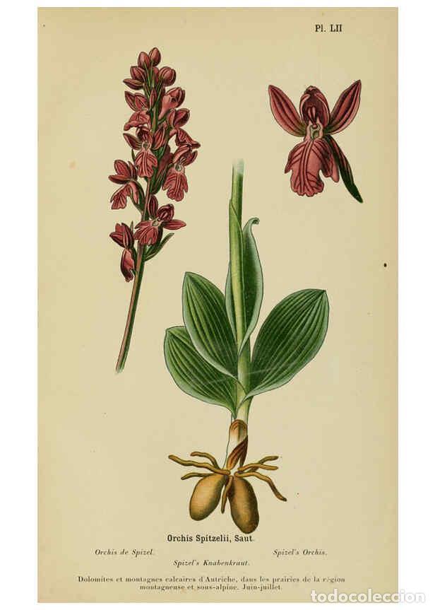 Collection Magazines and Newspapers: Reproducci&oacute;n/Reproduction 6012457186: Album des orchid&eacute;es de l'Europe centrale et septentrionale Gen