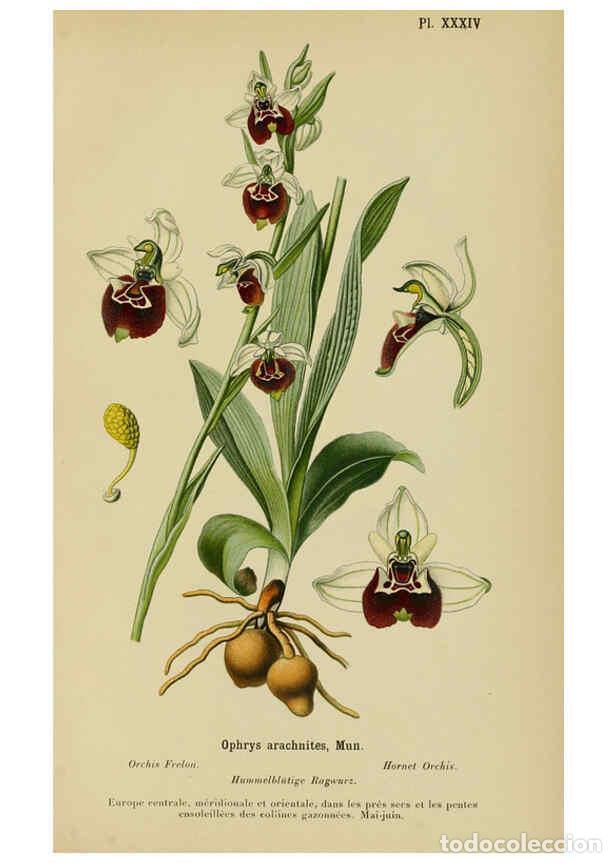 Collection Magazines and Newspapers: Reproducci&oacute;n/Reproduction 6011904547: Album des orchid&eacute;es de l'Europe centrale et septentrionale Gen