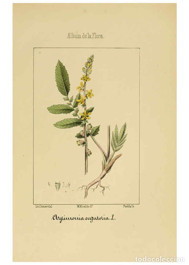 Collection Magazines and Newspapers: Reproducci&oacute;n/Reproduction 6012249206: Album de la flora m&eacute;dico-farmac&eacute;utica &eacute; industrial, ind&iacute;gena y