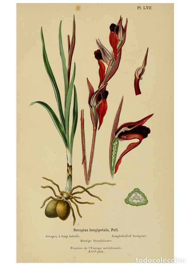 Collection Magazines and Newspapers: Reproducci&oacute;n/Reproduction 6011910733: Album des orchid&eacute;es de l'Europe centrale et septentrionale Gen