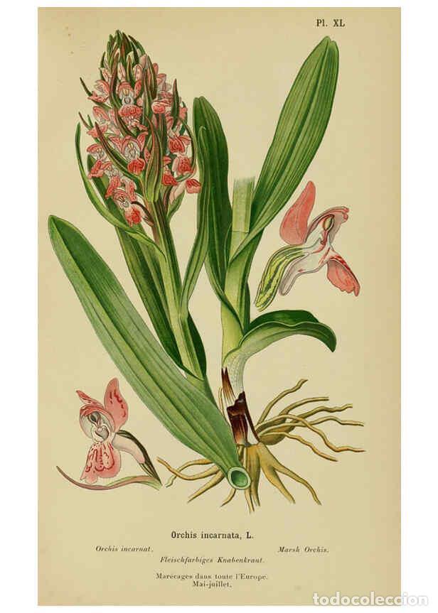 Collection Magazines and Newspapers: Reproducci&oacute;n/Reproduction 6012453758: Album des orchid&eacute;es de l'Europe centrale et septentrionale Gen