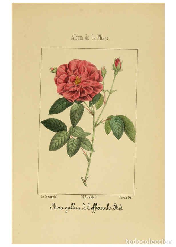 Collection Magazines and Newspapers: Reproducci&oacute;n/Reproduction 6011703167: Album de la flora m&eacute;dico-farmac&eacute;utica &eacute; industrial, ind&iacute;gena y