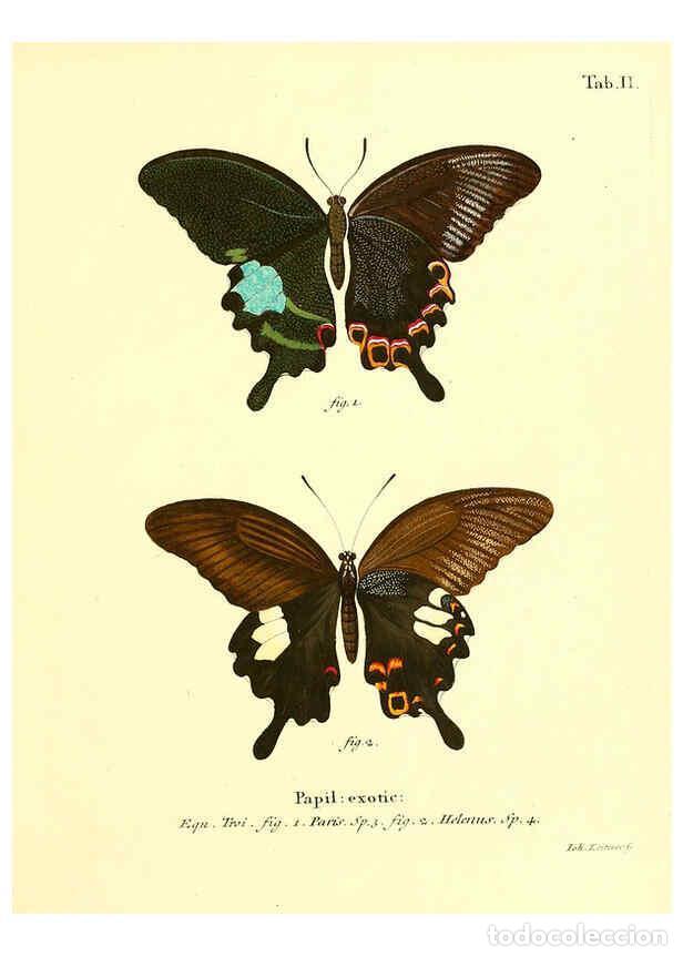 Collection Magazines and Newspapers: Reproducci&oacute;n/Reproduction 6011985865: Die ausl&auml;ndischen Schmetterlinge in Abbildungen nach der Natur