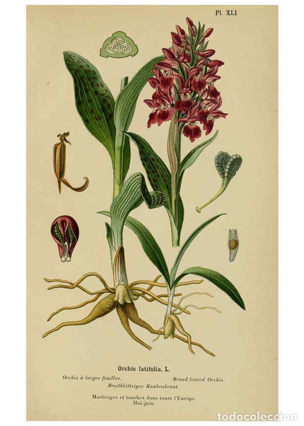 Collection Magazines and Newspapers: Reproducci&oacute;n/Reproduction 6011906271: Album des orchid&eacute;es de l'Europe centrale et septentrionale Gen