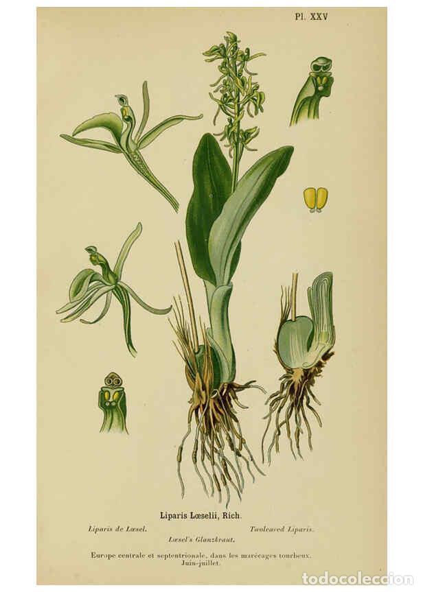 Collection Magazines and Newspapers: Reproducci&oacute;n/Reproduction 6012450192: Album des orchid&eacute;es de l'Europe centrale et septentrionale Gen