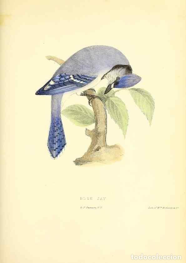 Collezionismo di Riviste e Giornali: Reproducci&oacute;n/Reproduction 49353140327: Rural hours. New York,George P. Putnam,1851.. - Cooper, Susan