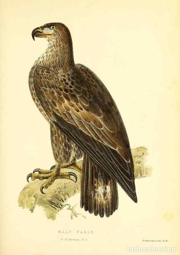 Collection Magazines and Newspapers: Reproducci&oacute;n/Reproduction 49352477018: Rural hours. New York,George P. Putnam,1851.. - Cooper, Susan