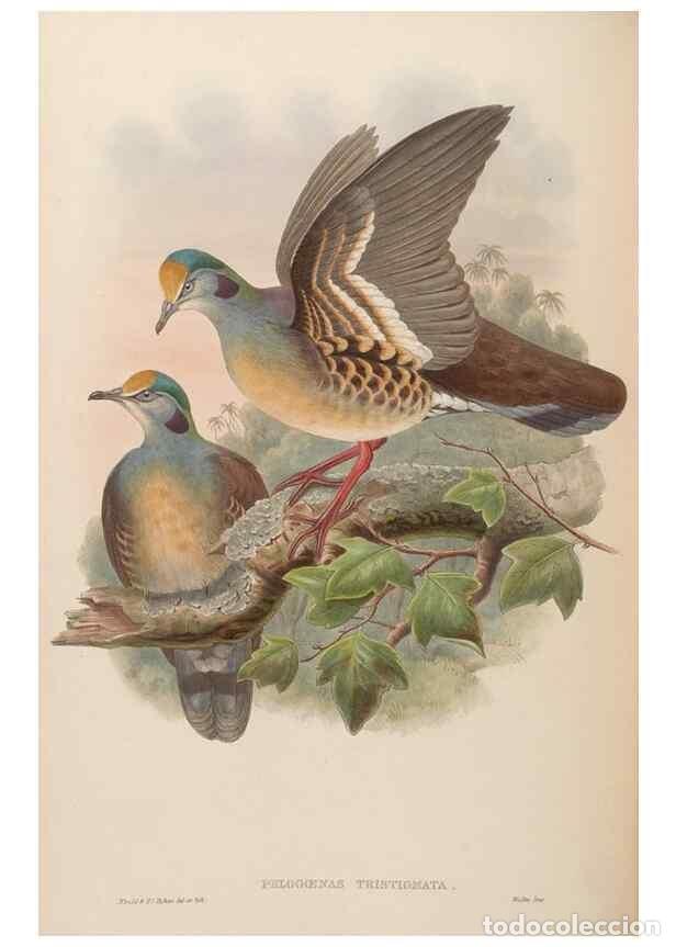 Sammeln von Zeitschriften und Zeitungen: Reproducci&oacute;n/Reproduction 48630164523: Birds of Asia / by John Gould.. London :Printed by Taylor and
