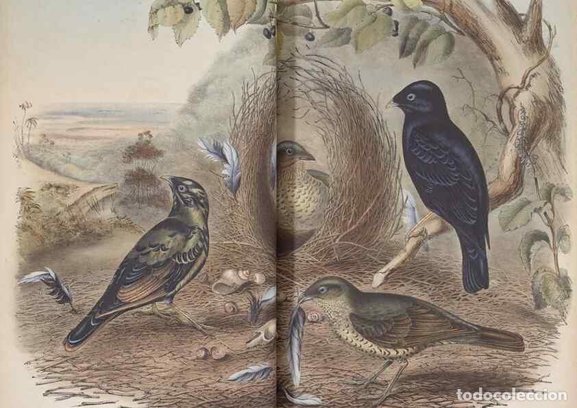 Sammeln von Zeitschriften und Zeitungen: Reproducci&oacute;n/Reproduction 36117551274: The birds of Australia.. London,Printed by R. and J. E. Taylo