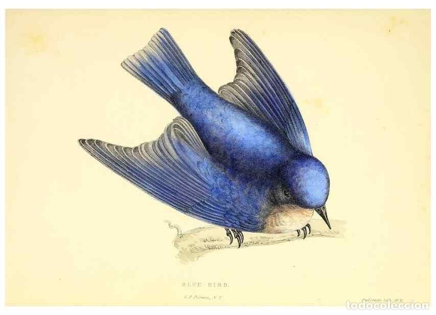 Collection Magazines and Newspapers: Reproducci&oacute;n/Reproduction 49353123792: Rural hours. New York,George P. Putnam,1851.. - Cooper, Susan