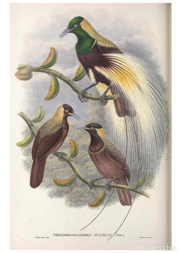 Sammeln von Zeitschriften und Zeitungen: Reproducci&oacute;n/Reproduction 48367216696: Monograph of the Paradiseidae, or birds of paradise and Ptilo
