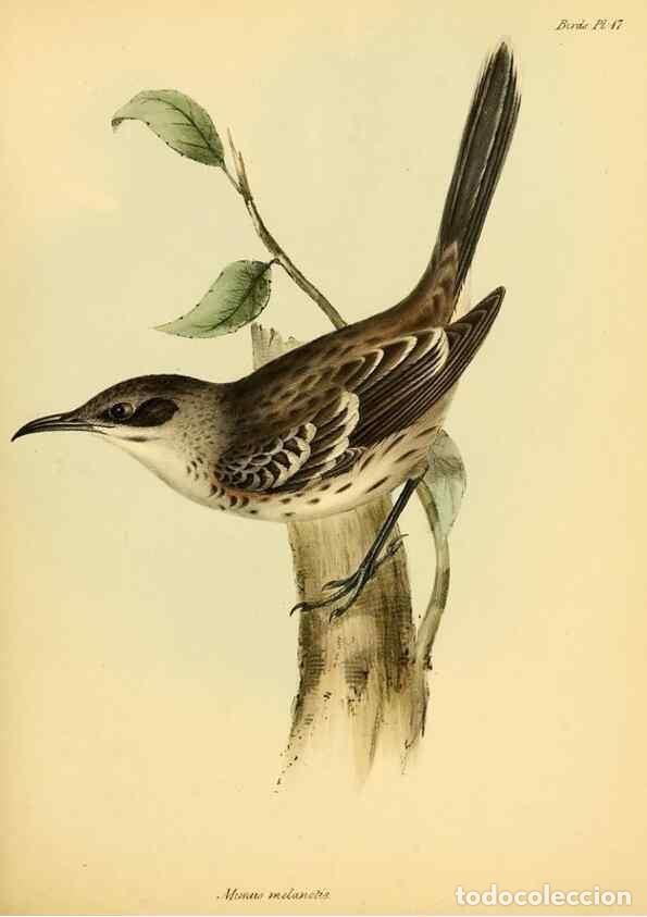 Sammeln von Zeitschriften und Zeitungen: Reproducci&oacute;n/Reproduction 8429502593: The zoology of the voyage of H.M.S. Beagle .... London,Smith,