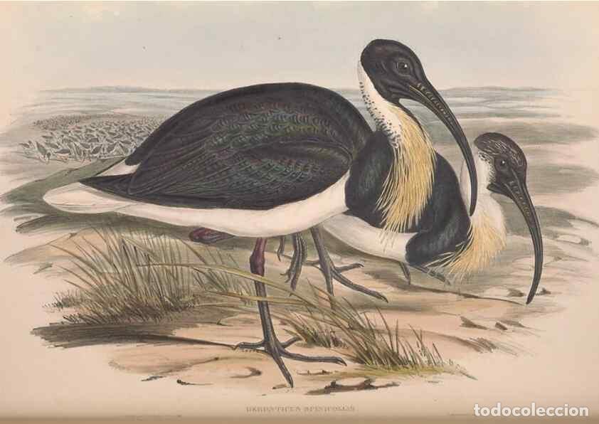 Sammeln von Zeitschriften und Zeitungen: Reproducci&oacute;n/Reproduction 36813012401: The birds of Australia.. London,Printed by R. and J. E. Taylo