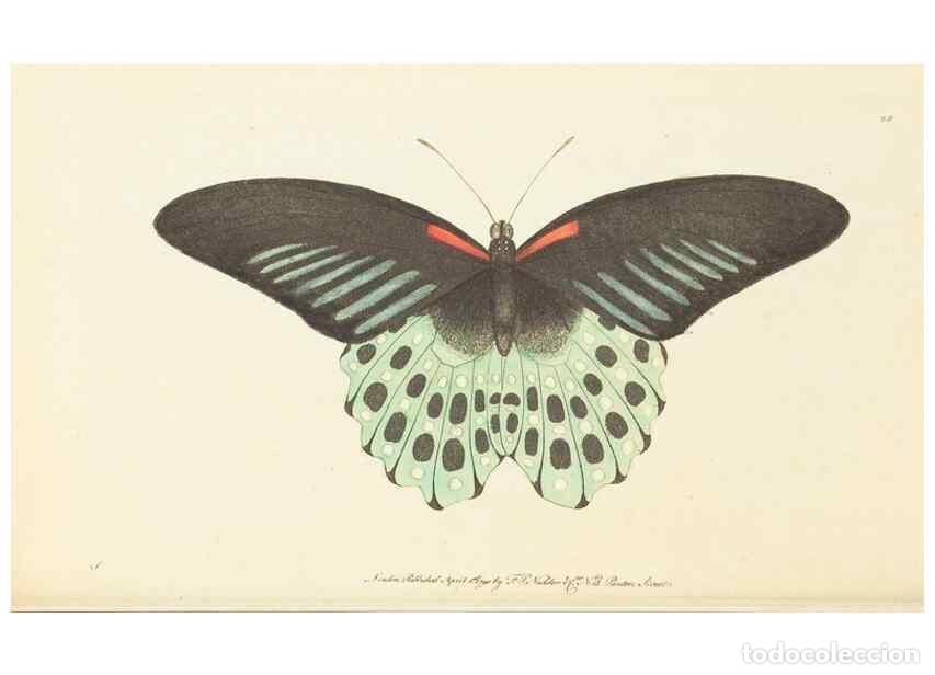 Sammeln von Zeitschriften und Zeitungen: Reproducci&oacute;n/Reproduction 7780972332: The naturalists' miscellany :. London :Printed for Nodder & co