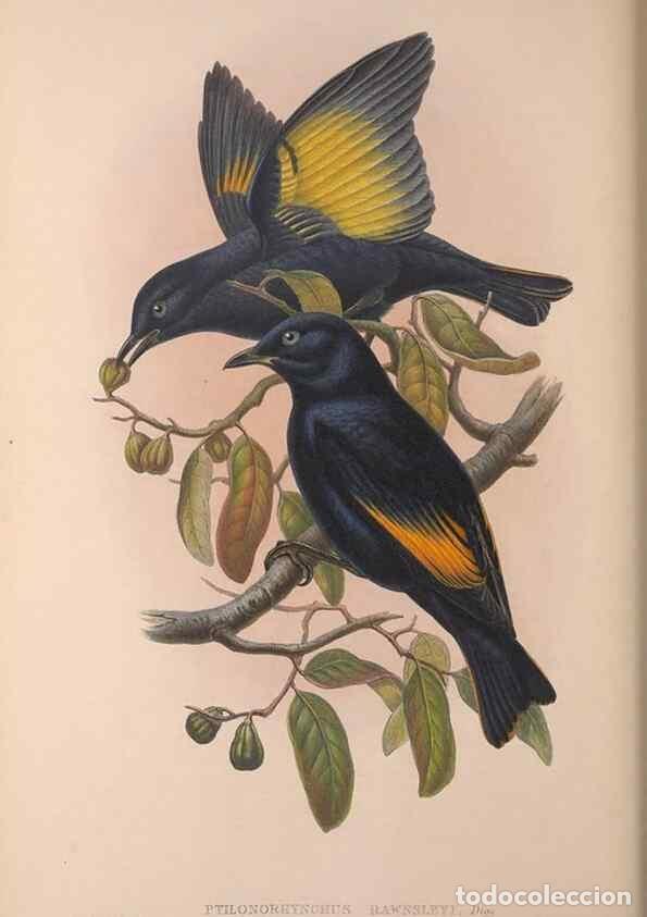 Sammeln von Zeitschriften und Zeitungen: Reproducci&oacute;n/Reproduction 36176239264: The birds of Australia, supplement /. London :Printed by Tayl