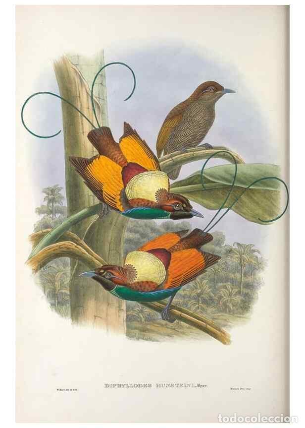 Sammeln von Zeitschriften und Zeitungen: Reproducci&oacute;n/Reproduction 48367221346: Monograph of the Paradiseidae, or birds of paradise and Ptilo
