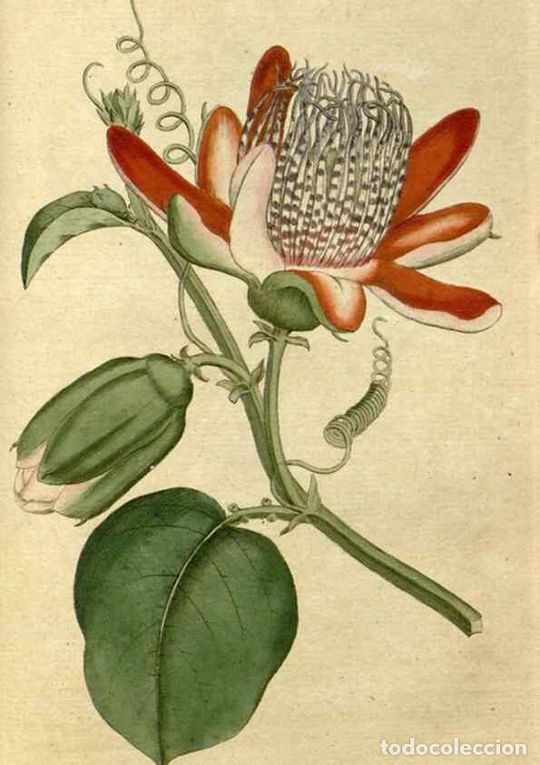 Collectionnisme de Revues et Journaux: Reproducci&oacute;n/Reproduction 35167373315: The Botanical magazine, or, Flower-garden displayed ... /. [S