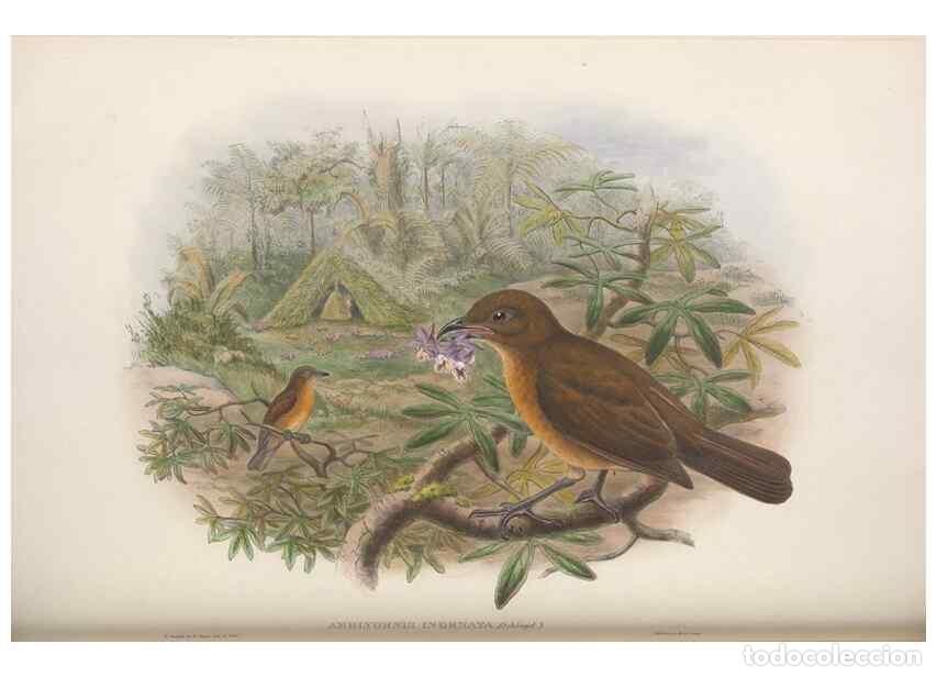 Collectionnisme de Revues et Journaux: Reproducci&oacute;n/Reproduction 48367407687: Monograph of the Paradiseidae, or birds of paradise and Ptilo