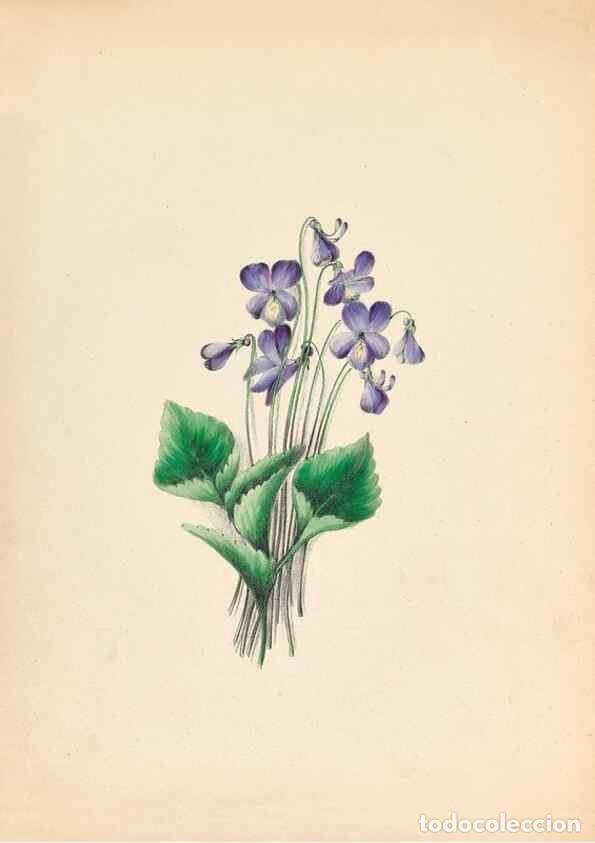 Collectionnisme de Revues et Journaux: Reproducci&oacute;n/Reproduction 44028899240: Wild flowers drawn and colored from nature.. New York,1859..