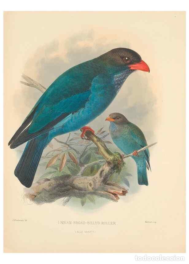 Collectionnisme de Revues et Journaux: Reproducci&oacute;n/Reproduction 48706590867: A monograph of the Coraciidae, or family of the rollers.. Ken
