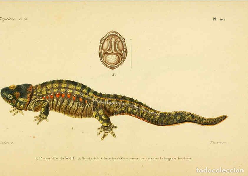 Collectionnisme de Revues et Journaux: Reproducci&oacute;n/Reproduction 5982440180: Erp&eacute;tologie g&eacute;n&eacute;rale, ou, Histoire naturelle compl&egrave;te des rept