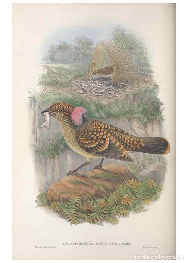 Collectionnisme de Revues et Journaux: Reproducci&oacute;n/Reproduction 48367275881: Monograph of the Paradiseidae, or birds of paradise and Ptilo