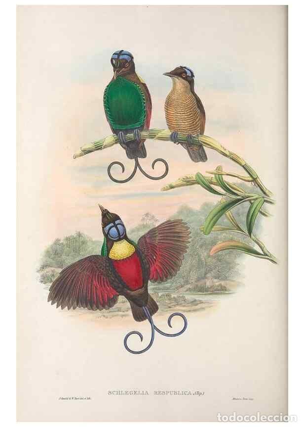 Collectionnisme de Revues et Journaux: Reproducci&oacute;n/Reproduction 48367358467: Monograph of the Paradiseidae, or birds of paradise and Ptilo