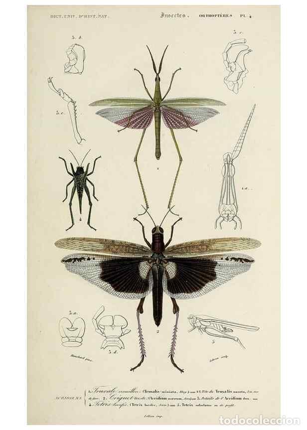 Collection Magazines and Newspapers: Reproducci&oacute;n/Reproduction 49724562857: Dictionnaire universel d'histoire naturelle :. Paris :Chez le