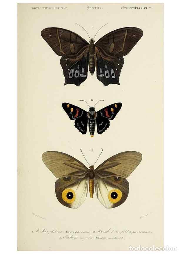 Collection Magazines and Newspapers: Reproducci&oacute;n/Reproduction 49724572207: Dictionnaire universel d'histoire naturelle :. Paris :Chez le