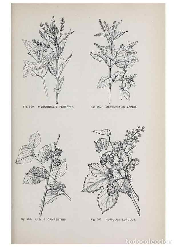 Collection Magazines and Newspapers: Reproducci&oacute;n/Reproduction 49742739328: The flora of the Liverpool district /. Liverpool :D. Marples