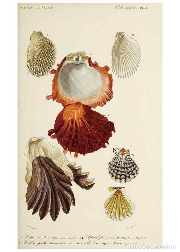 Collection Magazines and Newspapers: Reproducci&oacute;n/Reproduction 49724747541: Dictionnaire universel d'histoire naturelle :. Paris :Chez le