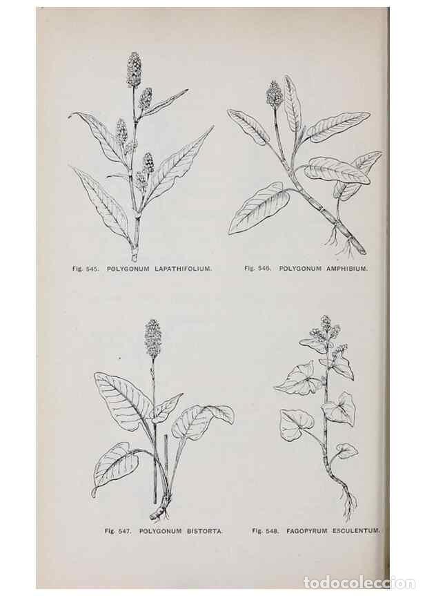 Collection Magazines and Newspapers: Reproducci&oacute;n/Reproduction 49743609067: The flora of the Liverpool district /. Liverpool :D. Marples