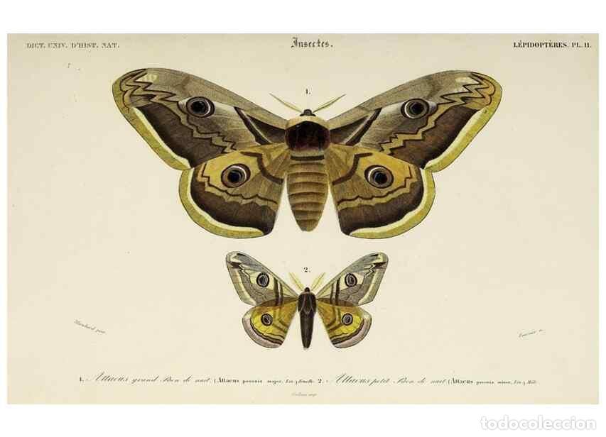 Collection Magazines and Newspapers: Reproducci&oacute;n/Reproduction 49724573962: Dictionnaire universel d'histoire naturelle :. Paris :Chez le