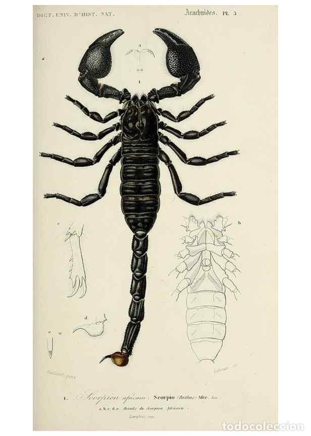 Collection Magazines and Newspapers: Reproducci&oacute;n/Reproduction 49724203398: Dictionnaire universel d'histoire naturelle :. Paris :Chez le