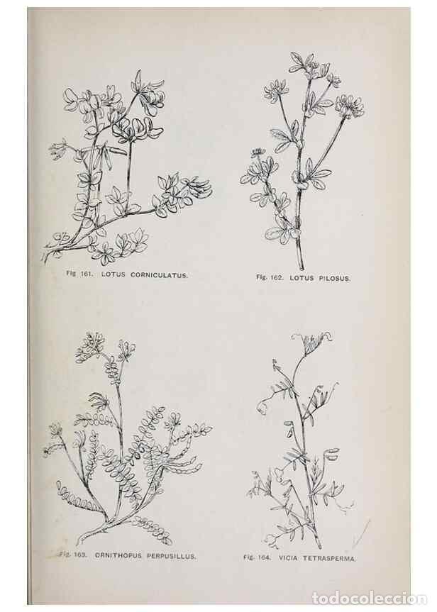Collection Magazines and Newspapers: Reproducci&oacute;n/Reproduction 49743259701: The flora of the Liverpool district /. Liverpool :D. Marples