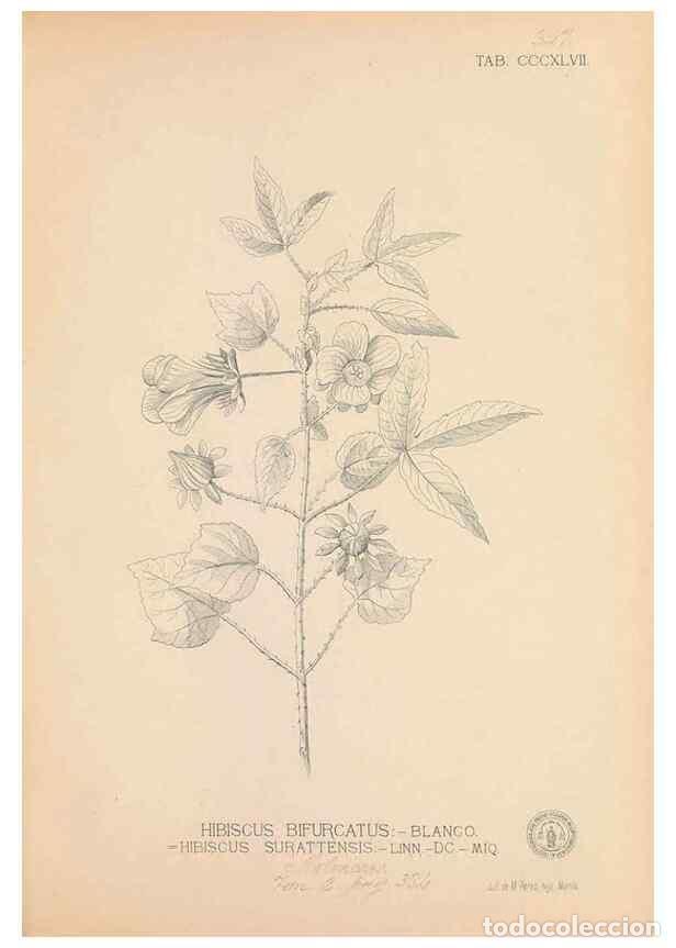 Collectionnisme de Revues et Journaux: Reproducci&oacute;n/Reproduction 49746664803: Flora de Filipinas,. Manila,Estab. tip. de Plana y ca.,1877-8