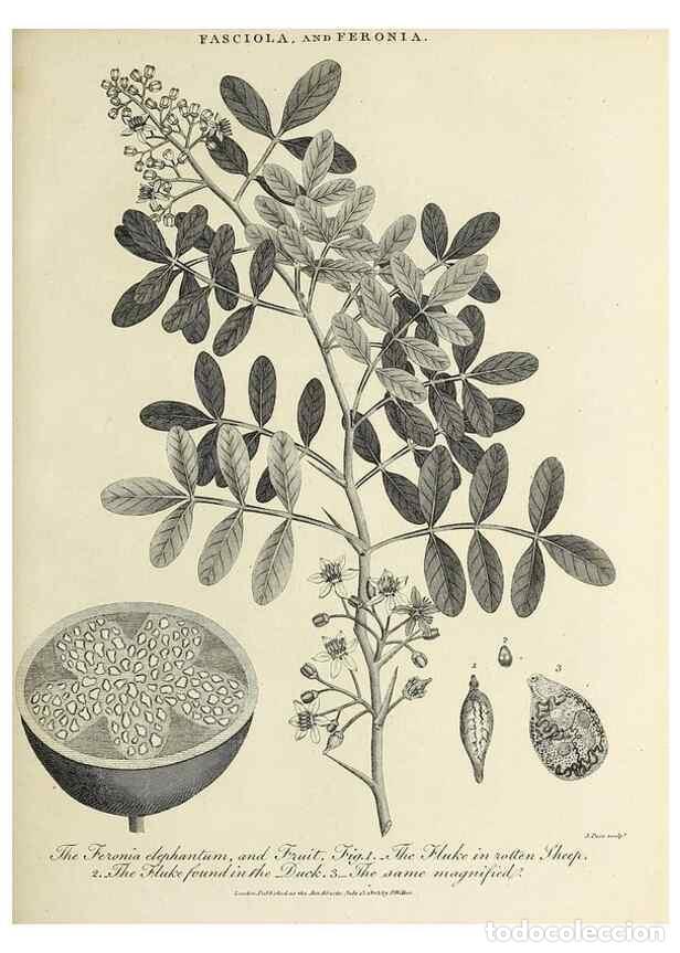 Collection Magazines and Newspapers: Reproducci&oacute;n/Reproduction 49754685602: Encyclopaedia londinensis, or, Universal dictionary of arts,