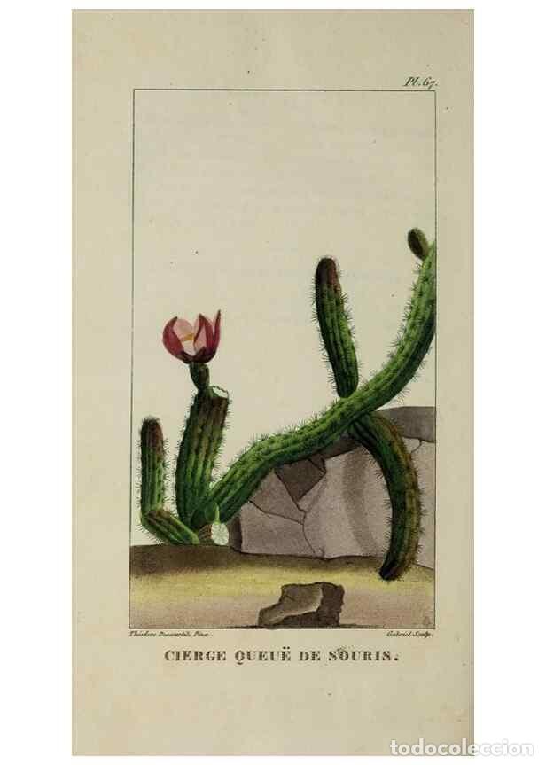 Collection Magazines and Newspapers: Reproducci&oacute;n/Reproduction 49743189431: Flore pittoresque et m&eacute;dicale des Antilles, ou, Histoire natu