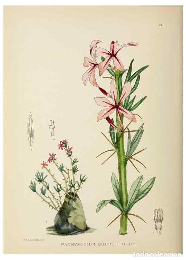 Collection Magazines and Newspapers: Reproducci&oacute;n/Reproduction 49753688116: The Flowering plants of Africa.. Pretoria [etc.]Botanical Res