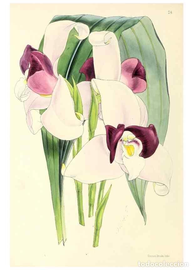 Collectionnisme de Revues et Journaux: Reproducci&oacute;n/Reproduction 49797869087: The floral magazine;. London,L. Reeve & Co.. - Dombrain, Henr