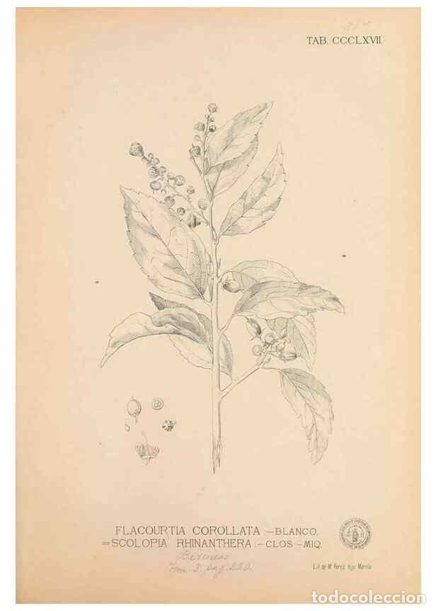 Collectionnisme de Revues et Journaux: Reproducci&oacute;n/Reproduction 49746669673: Flora de Filipinas,. Manila,Estab. tip. de Plana y ca.,1877-8